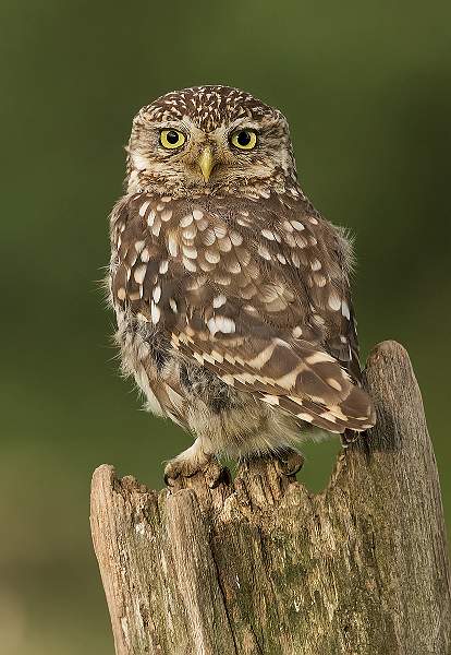 1200 (P) Little Owl_L4A6937.jpg